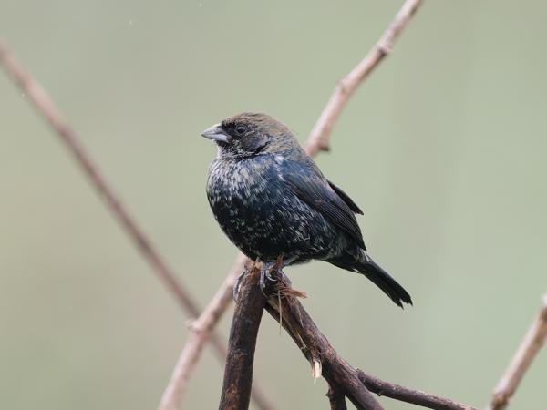 Jacarinagors (Volatinia jacarina)